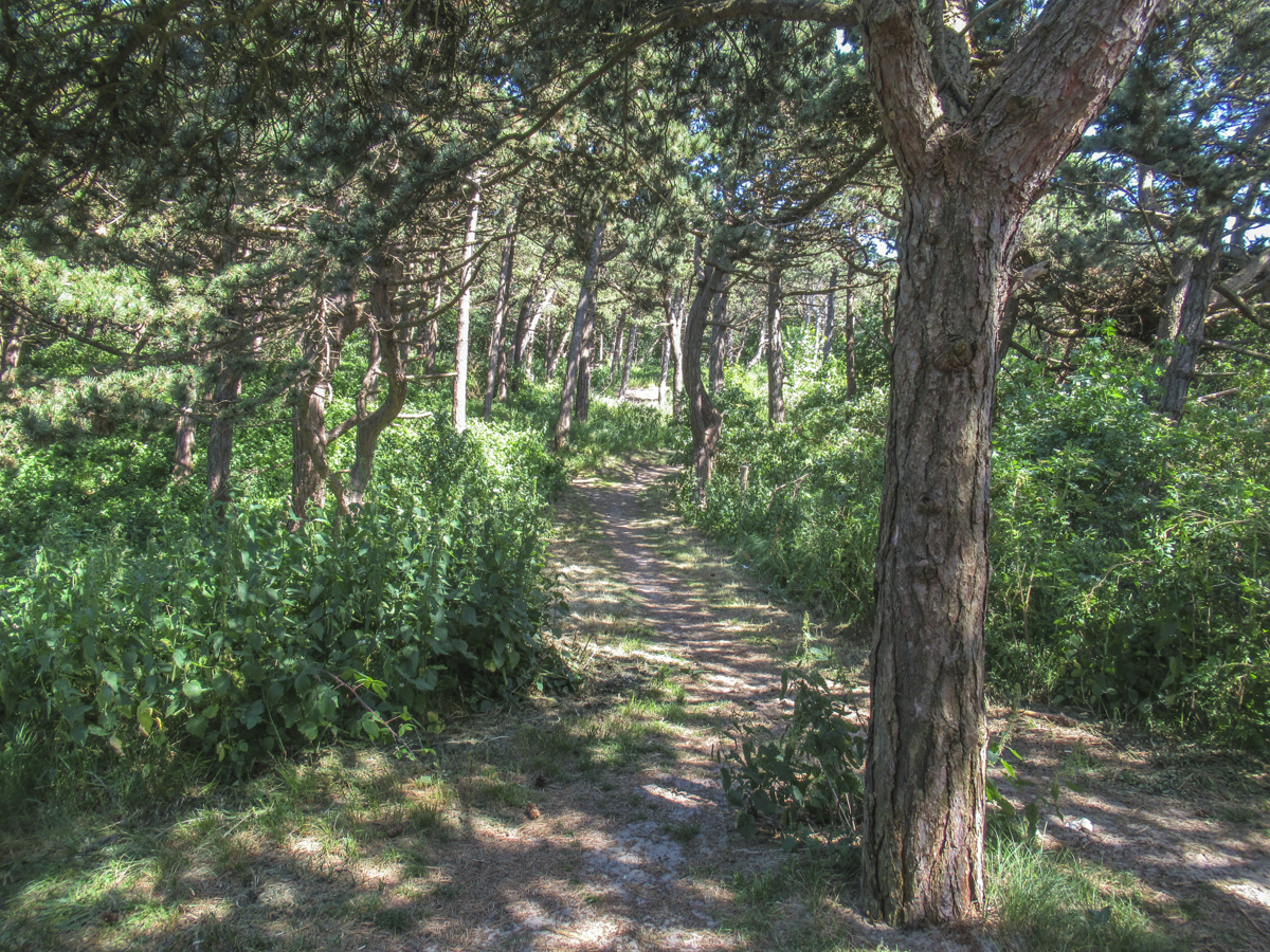 Wandeling doorheen de Duinbossen in Wenduine (8 km)