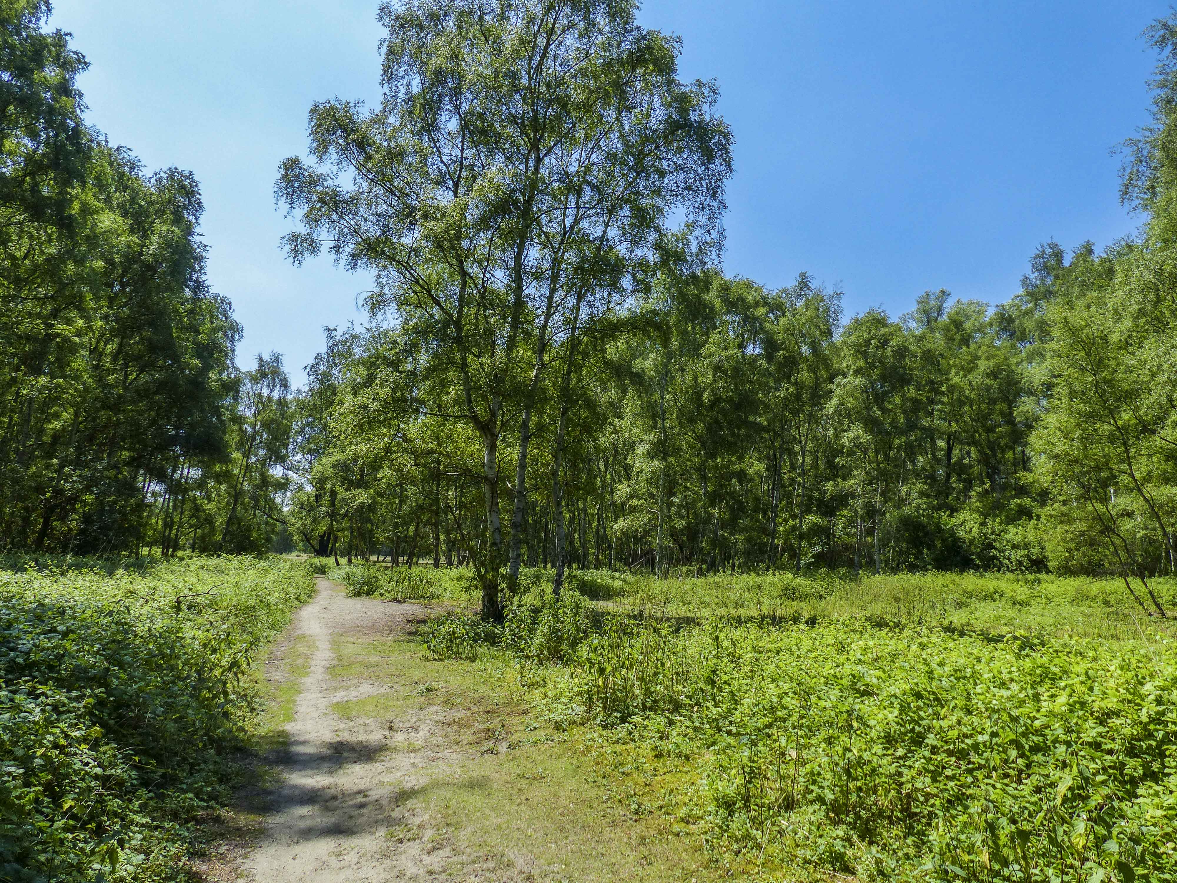 Wandeling doorheen het Vliet-en Vredesbos (5 km)