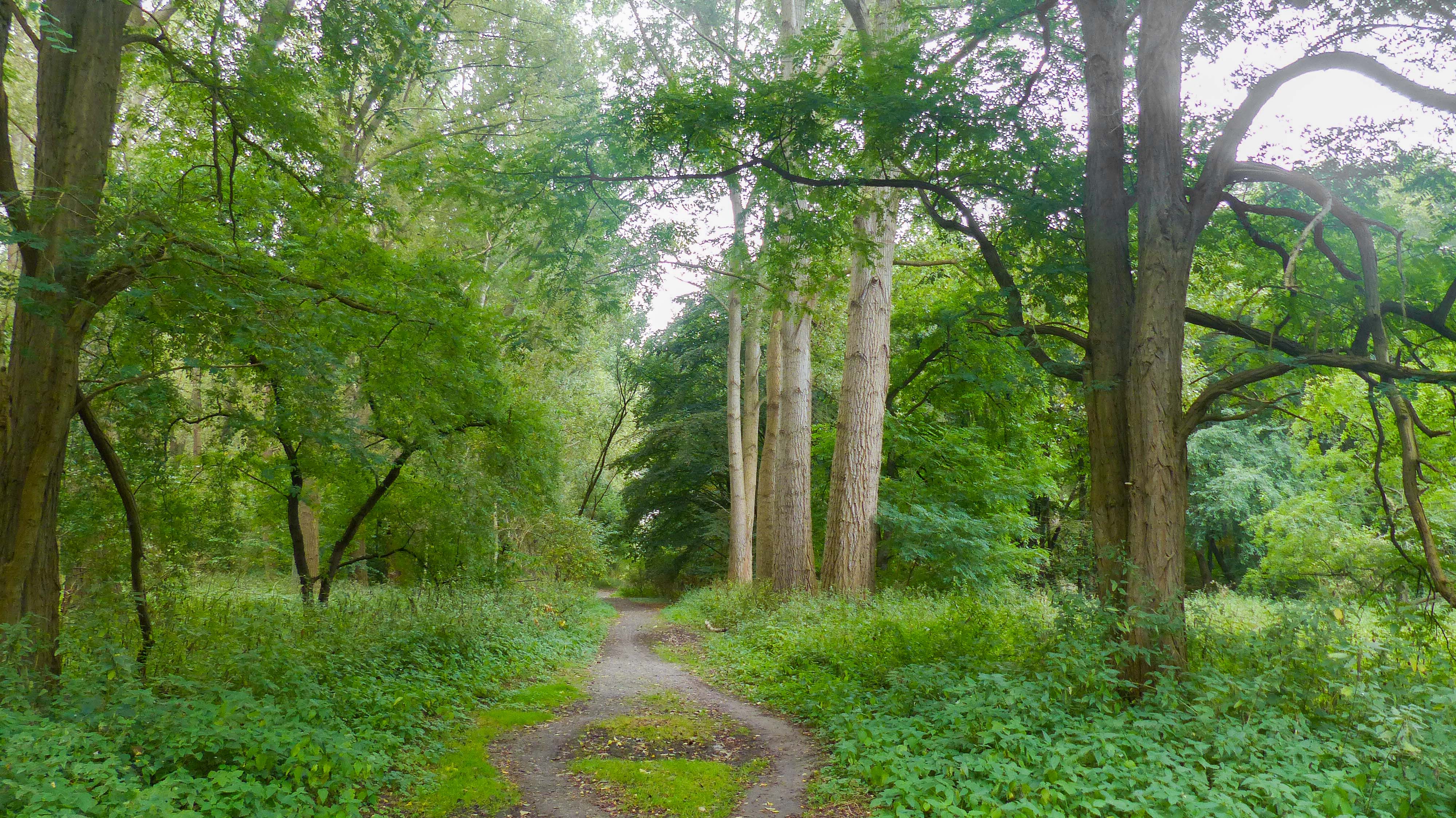 Wandeling doorheen het Sint-Annabos (5 km)