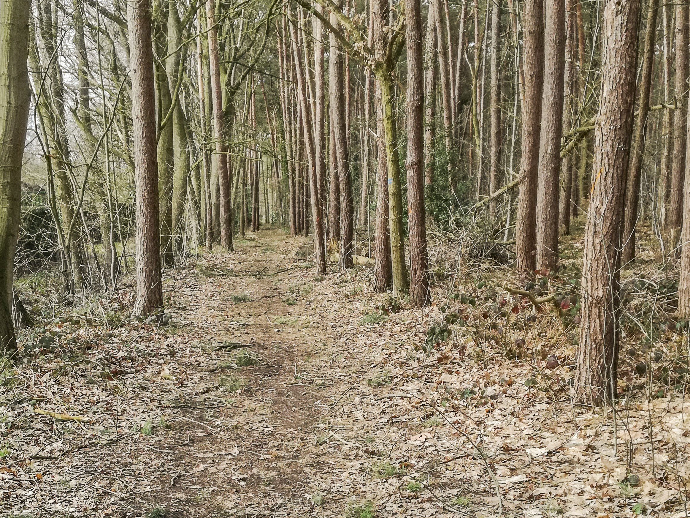 Wandeling door de Haasdonkse bossen (5 km)