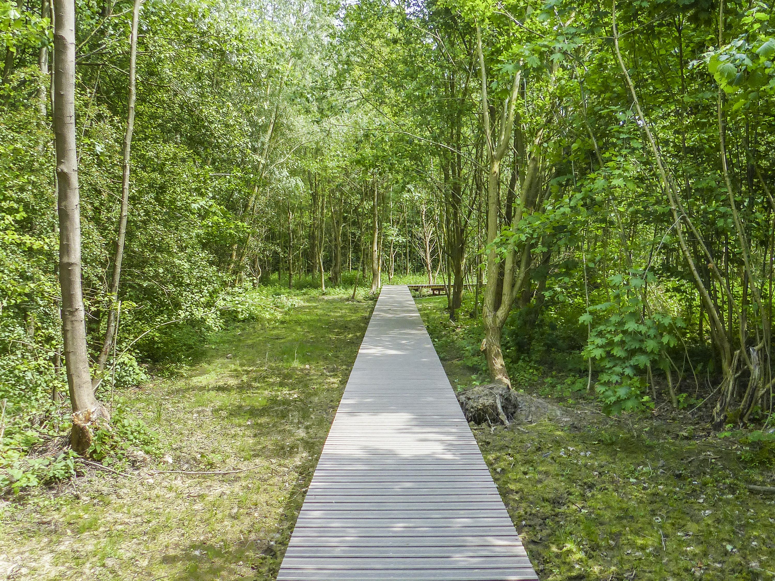 Wandeling doorheen het Peerdsbos (7,5 km)