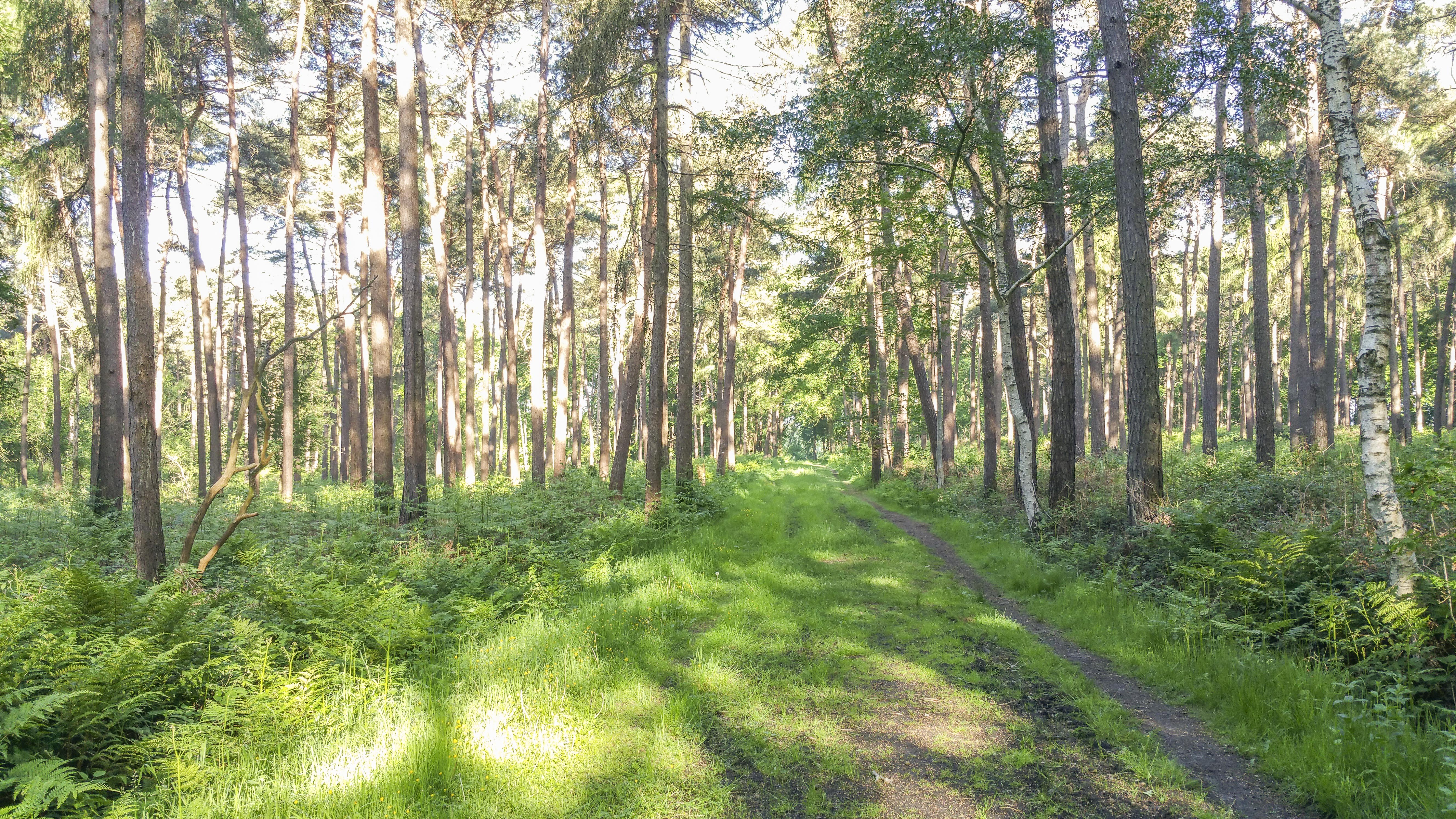 Gasthuisbossen te Zillebeke - Ieper (7 km)