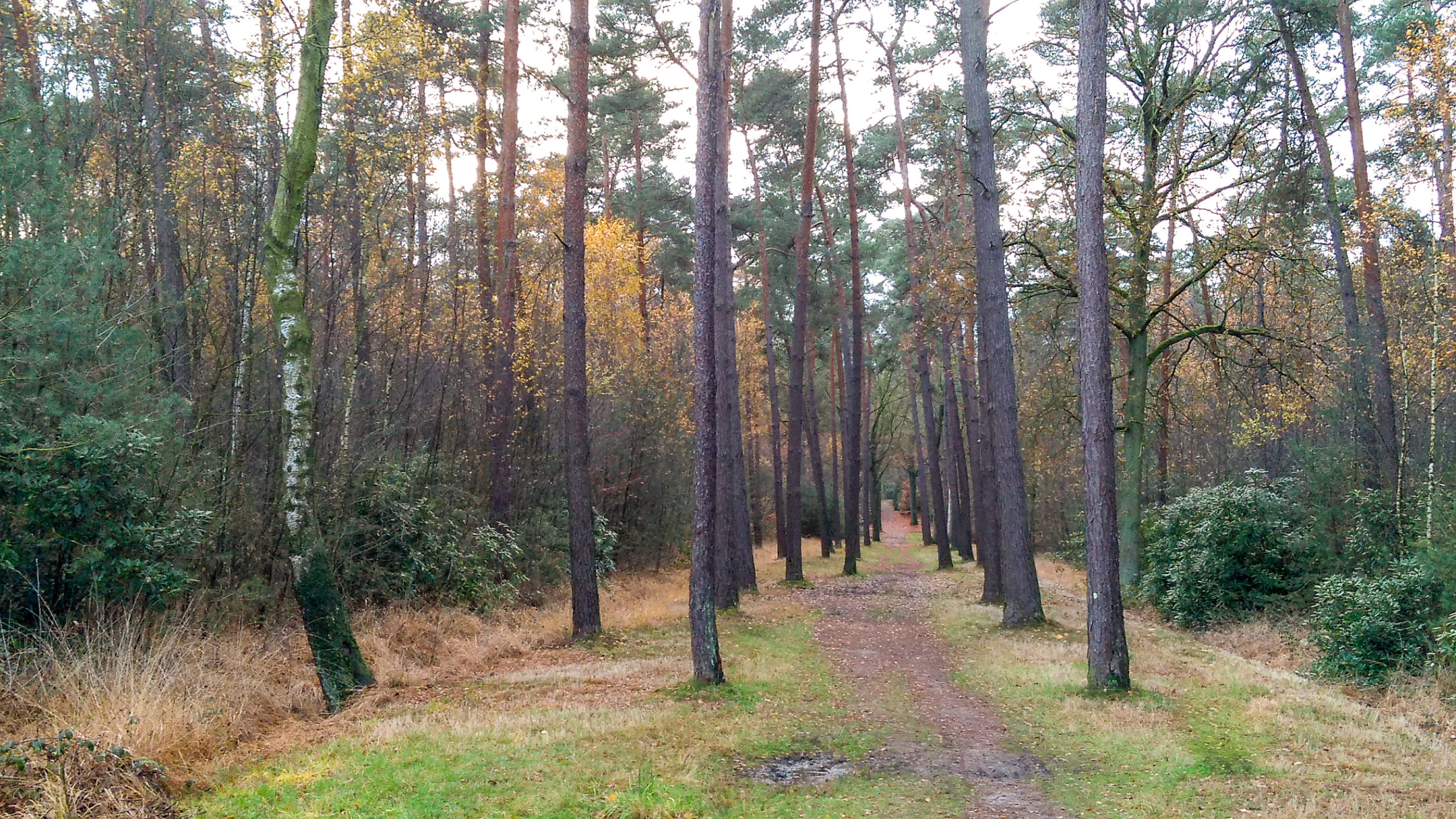 Stabroek: wandeling doorheen het Ravenhof en het Moretusbos (7,5 km)