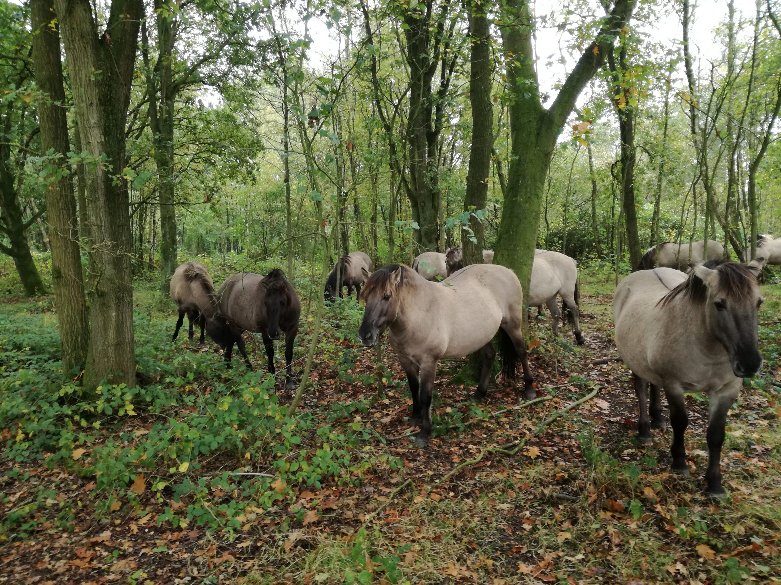 Wandeling door het Stropersbos (7 km)