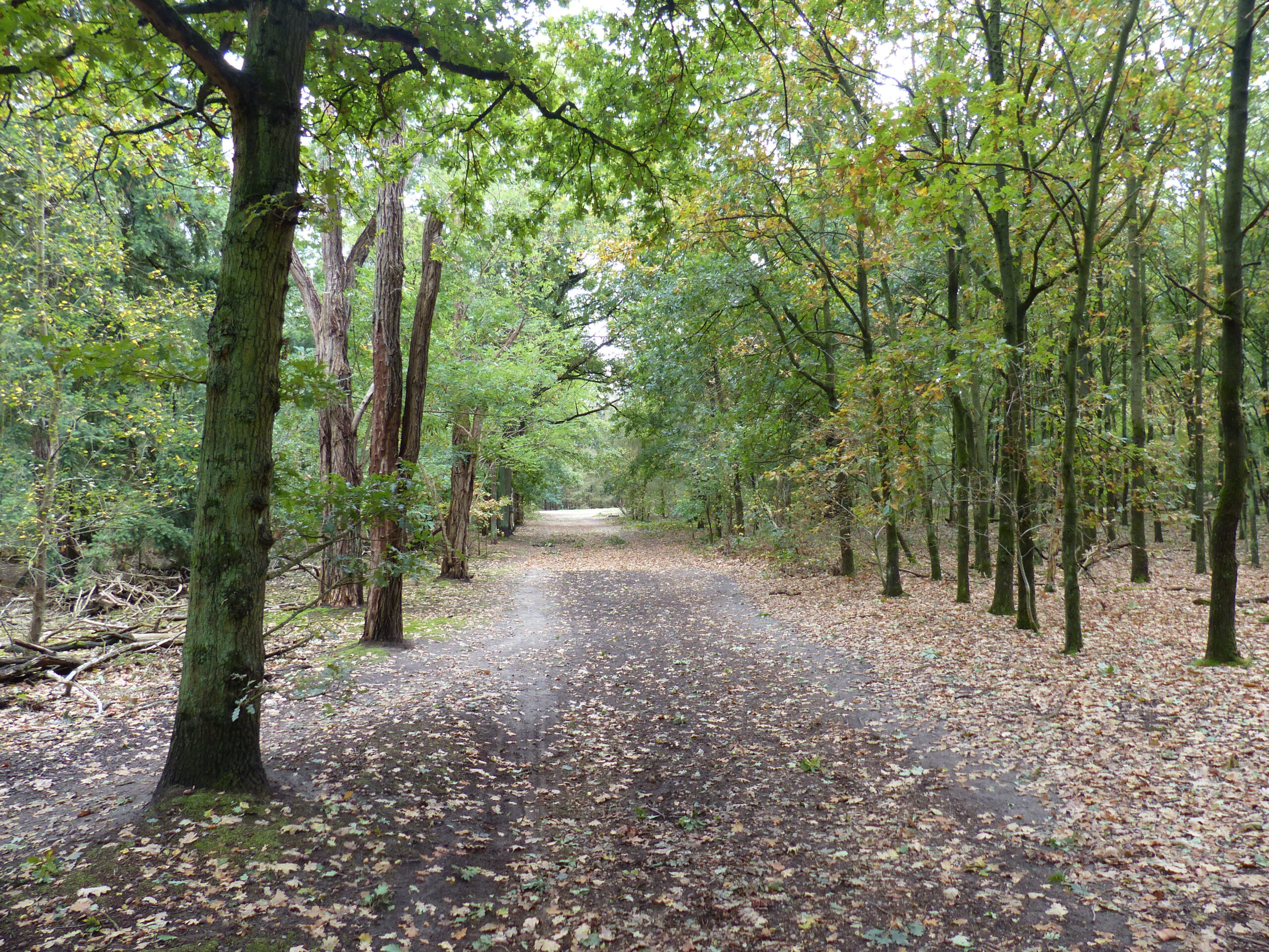 Wandeling door de Clingse Bossen ( 6 km)