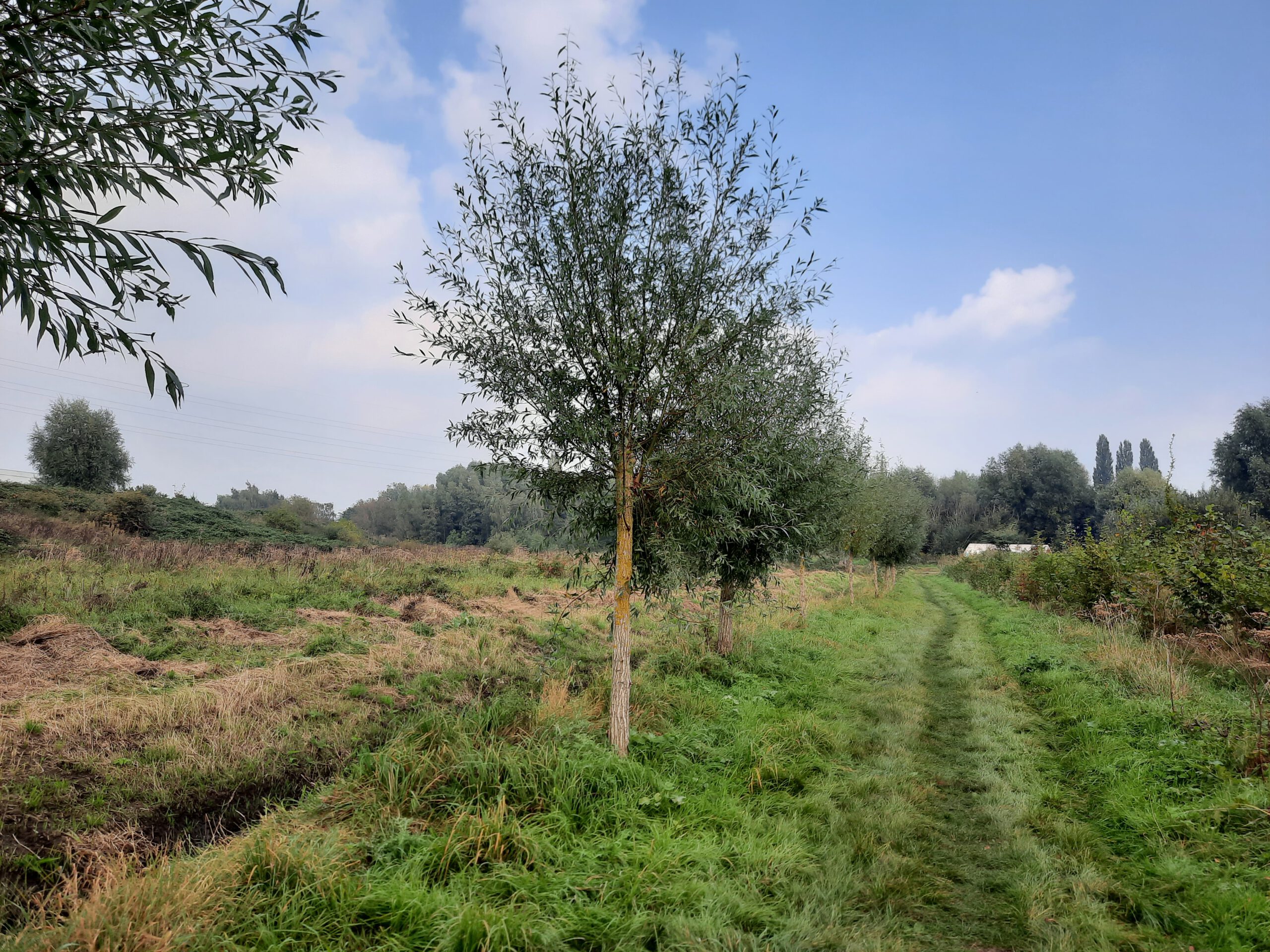 Waarloos: Schapenhagen, Hessebossen, Oude Spoorwegberm (7 km)