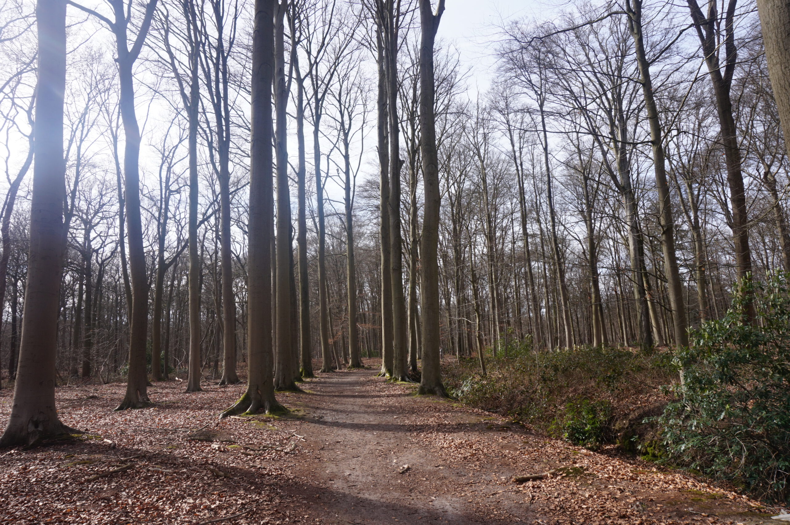 Wandeling doorheen Lippelobos en Boske Kruisheide (6,5 km)