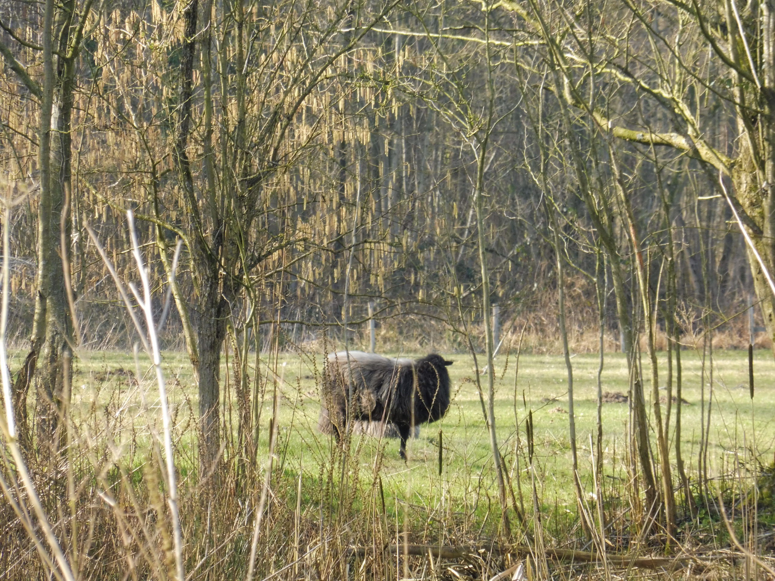 Avondwandeling Elverdinge (Poperinge) – 3 km of 7 km