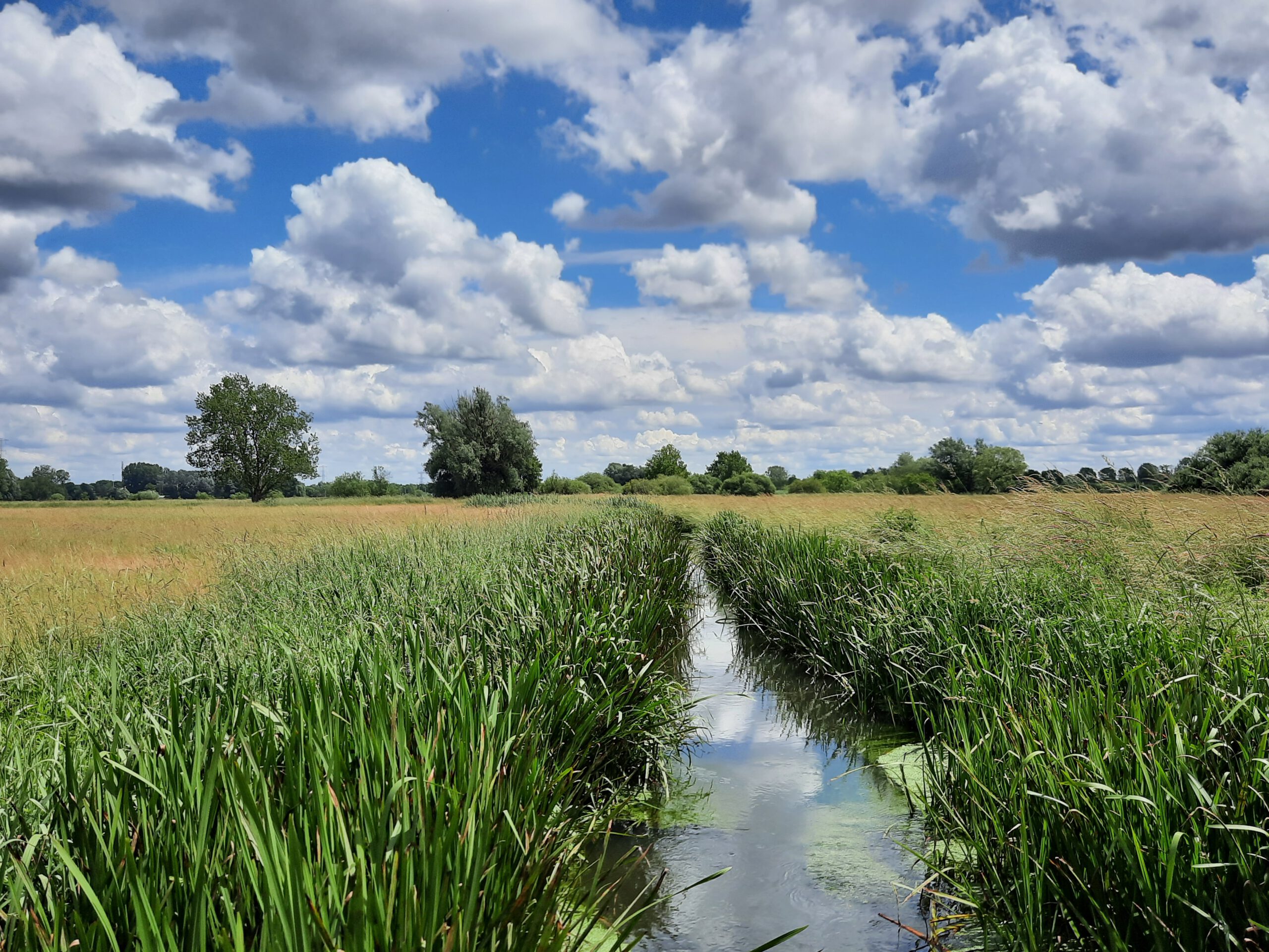 Wandeling doorheen het Viersels Gebroekt (5 km)