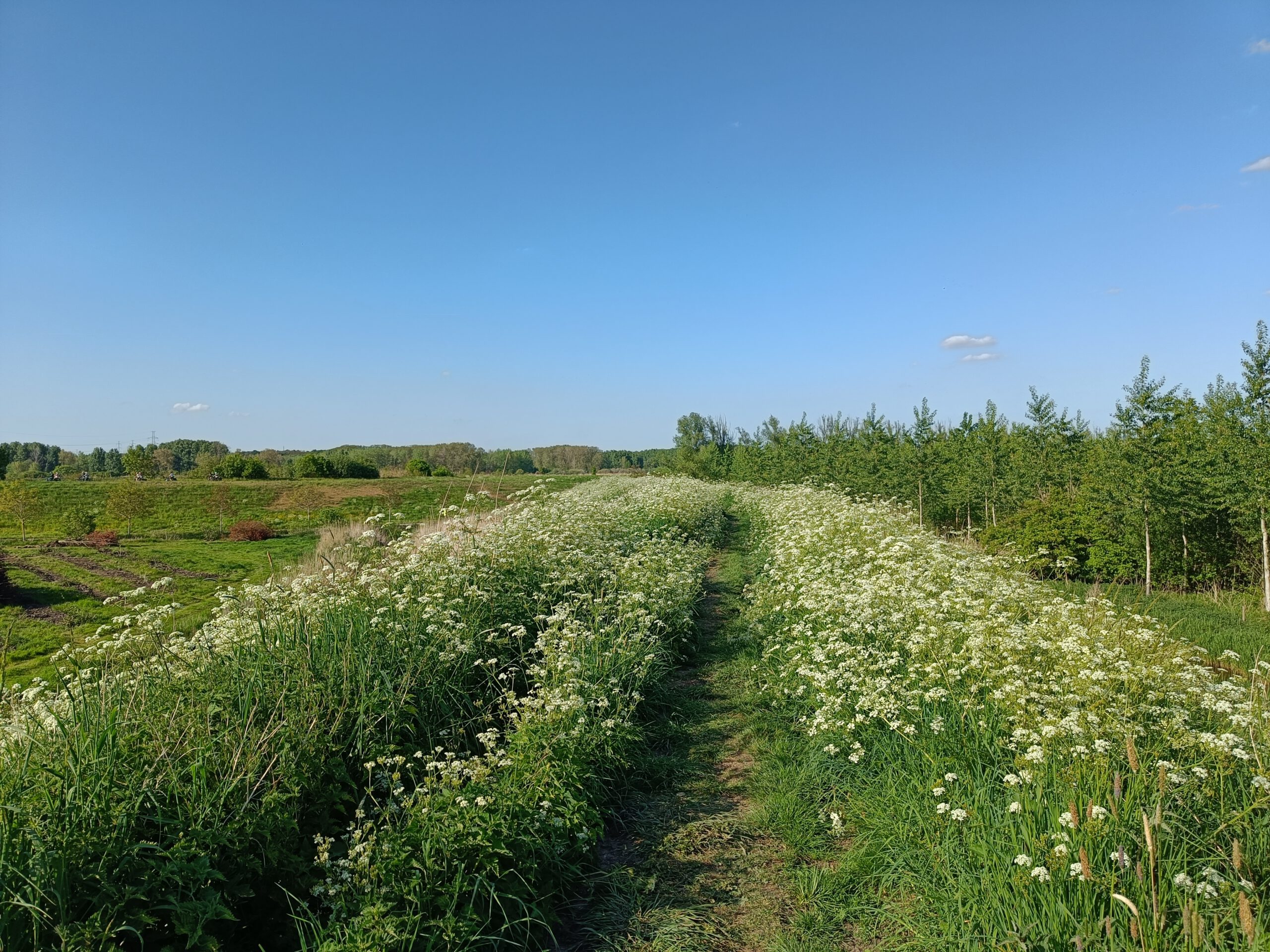 Hingene: wandeling doorheen de Stille Waters (7,5 km)