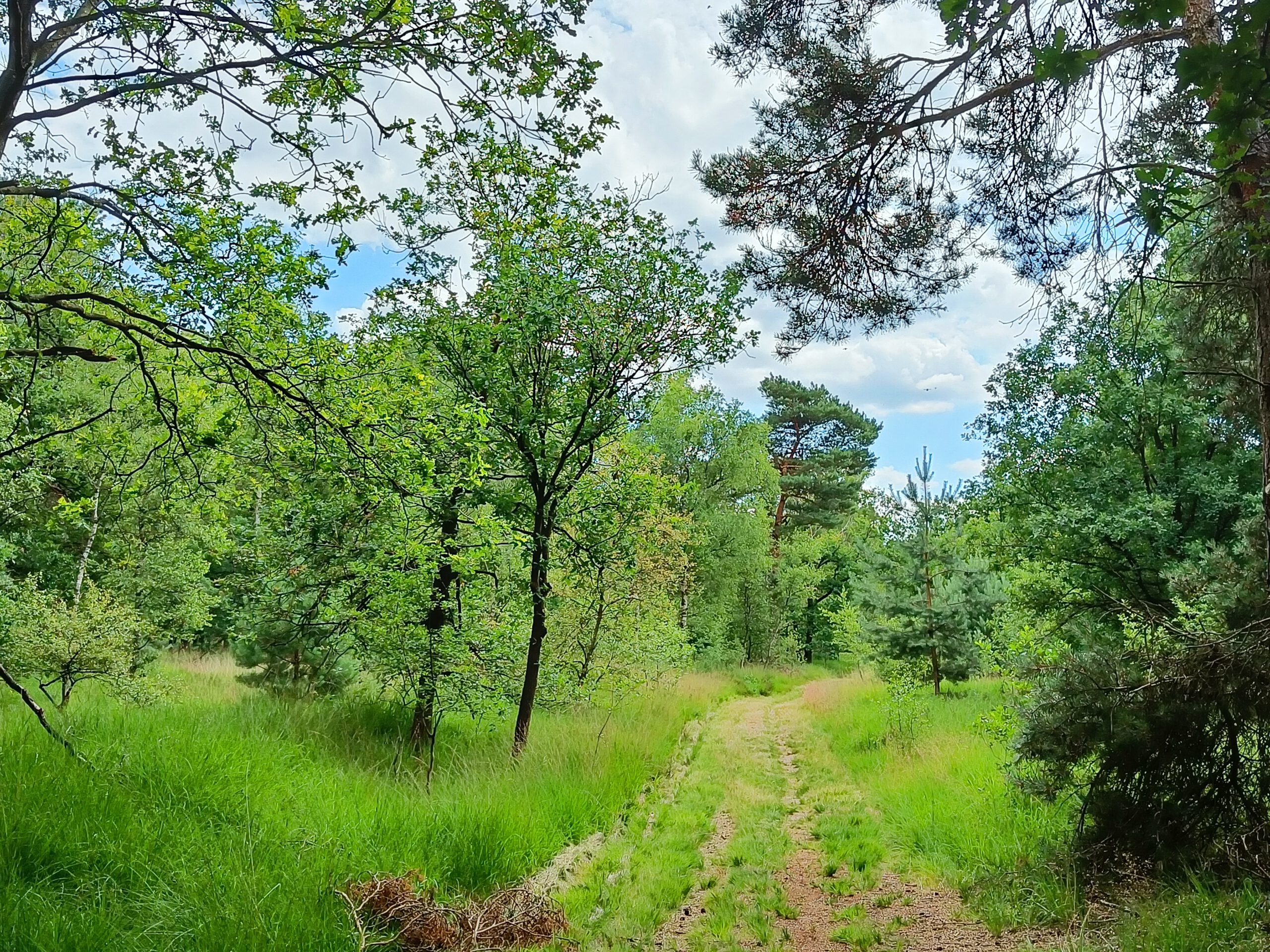 Wandeling te Wuustwezel doorheen het Marum. (7 km)