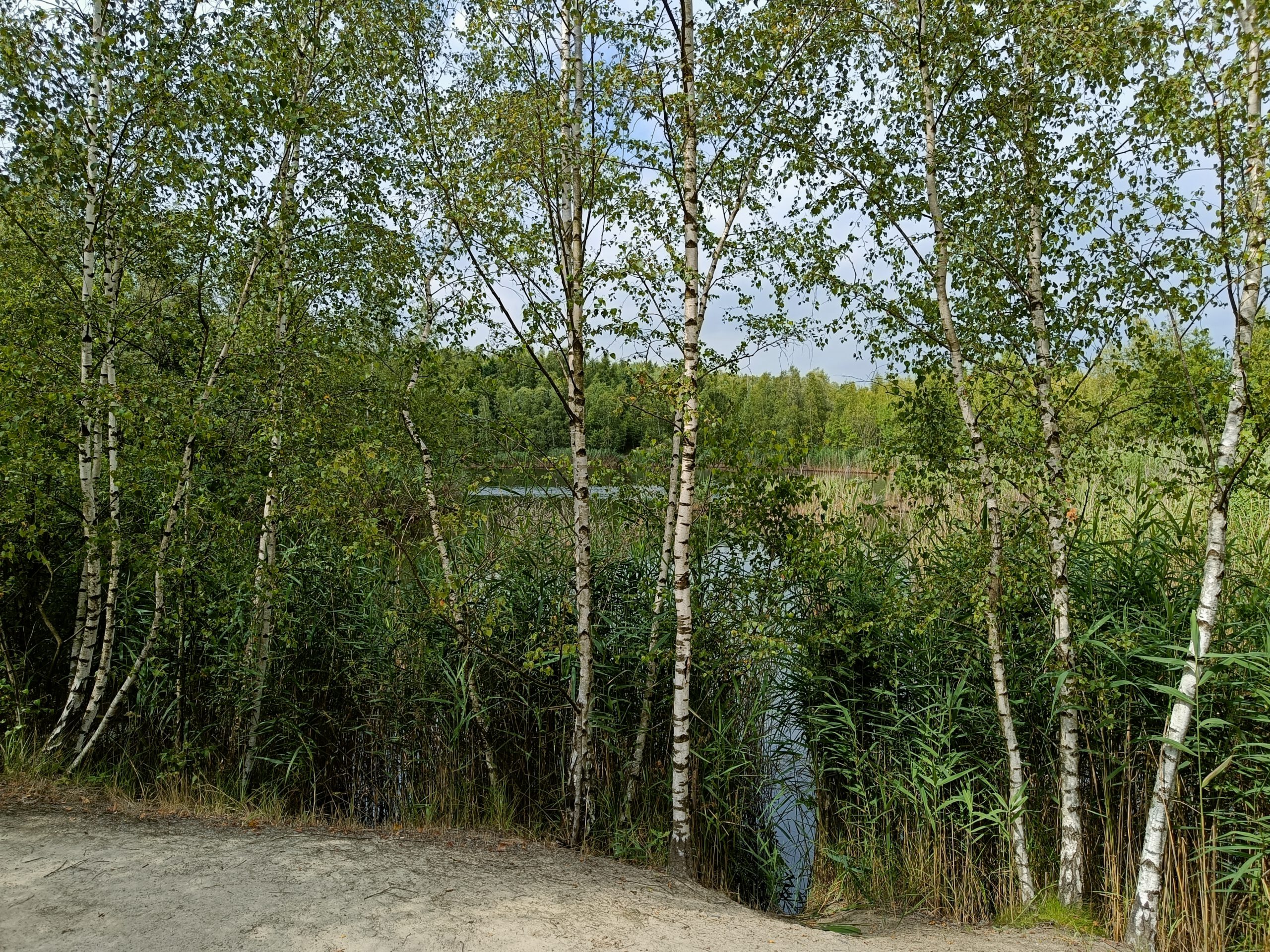 Wandeling doorheen de Kleiputten van Terhagen en het Trollenbos (4,5 km + 2 km)