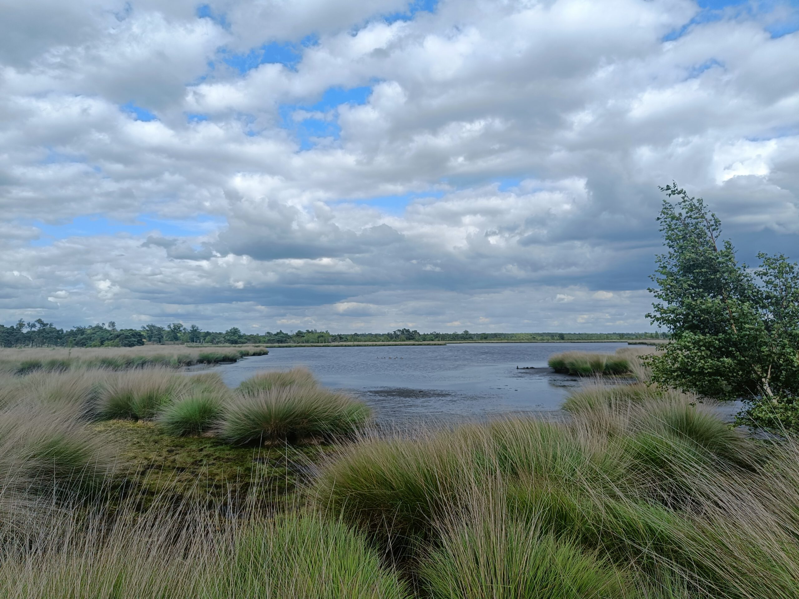 Wandeling doorheen de Kalmthoutse Heide - Stappersven (7 km)