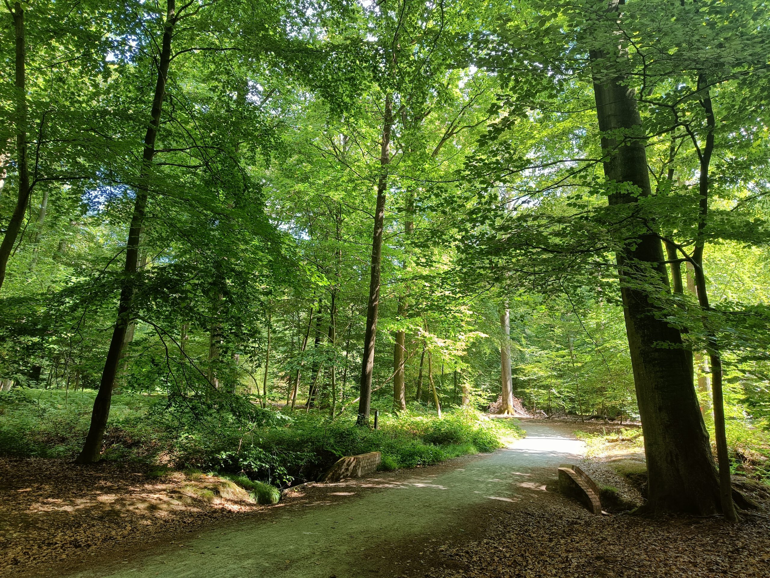 Herfstwandeling doorheen het Buggenhoutbos (7,5 km)