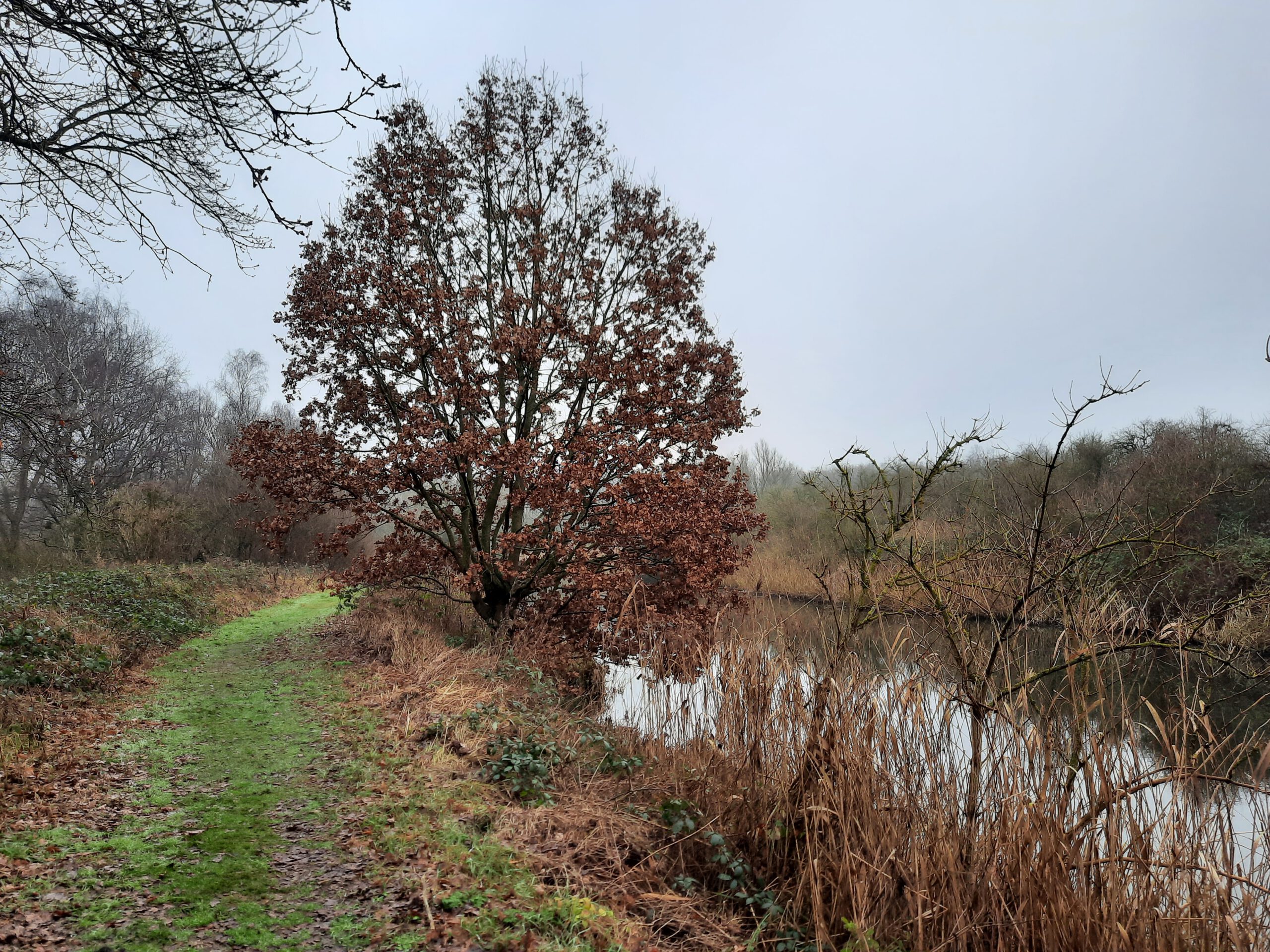 Klein Willebroek: wandeling doorheen het Broek De Naeyer en de Biezenweide (5,5 km)