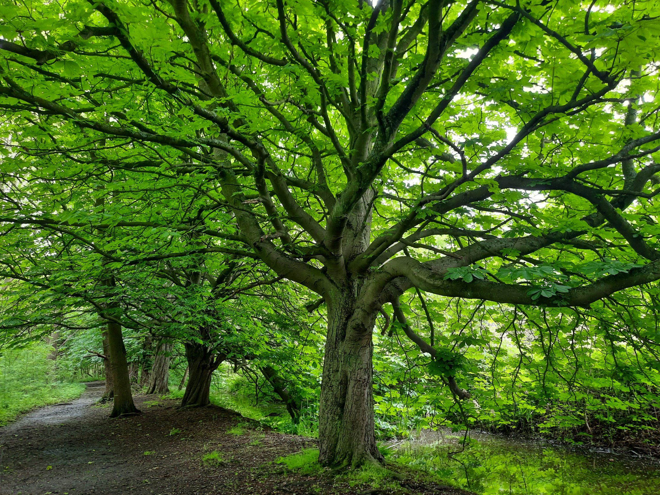 Ekeren : Wandeling doorheen de Oude Landen (5 km)