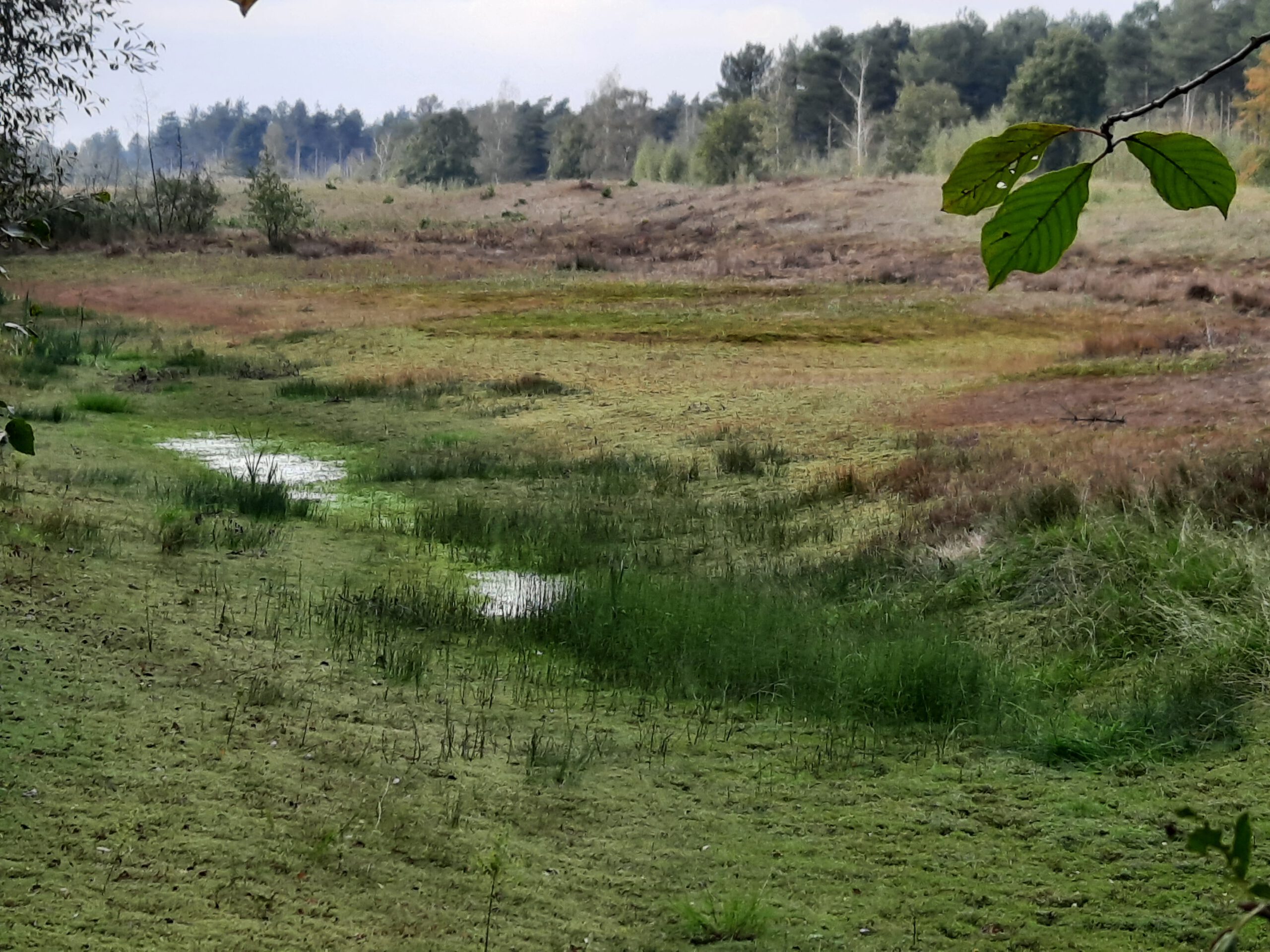 Beerse: Wandeling doorheen Duivelskuil en de bloeiende Eksterheide. (7 km)