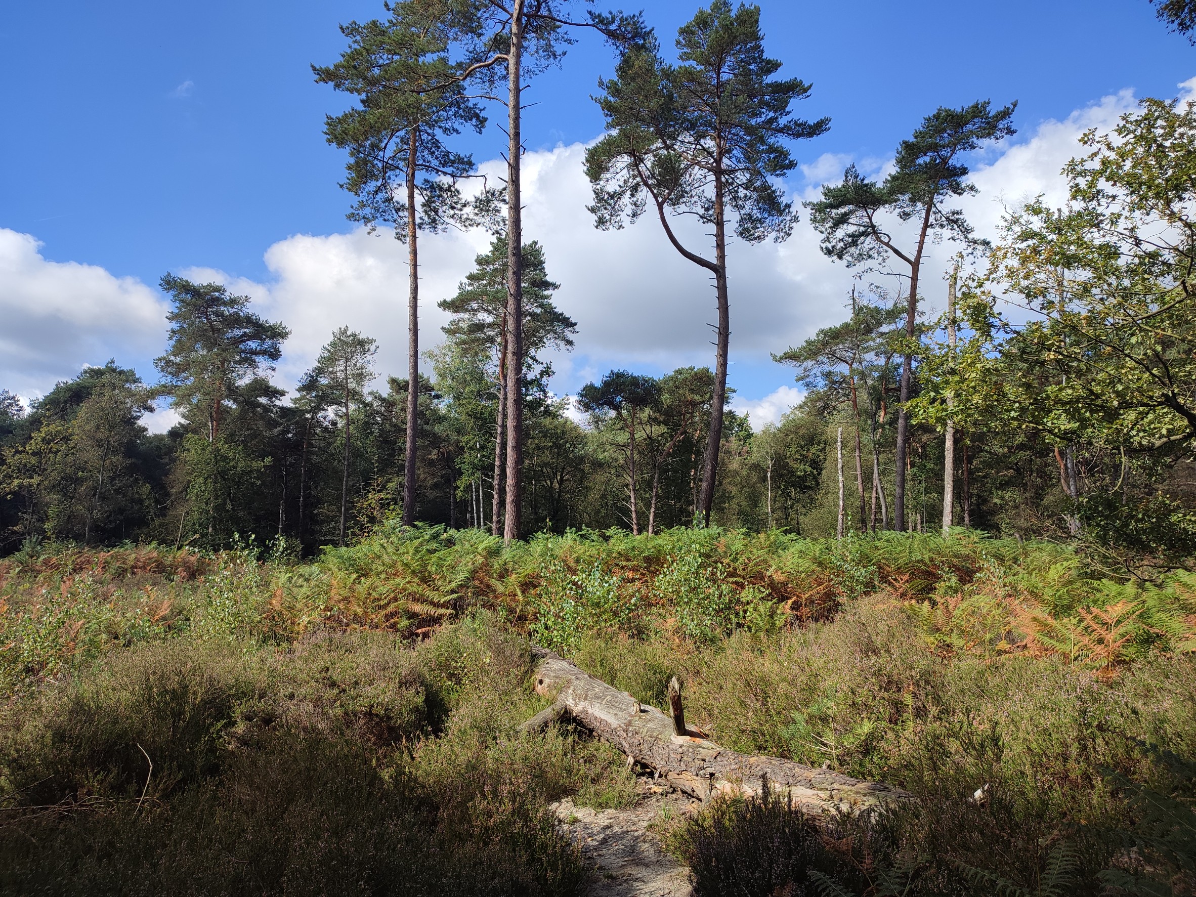 Wandeling doorheen Zoersel bos (7km)