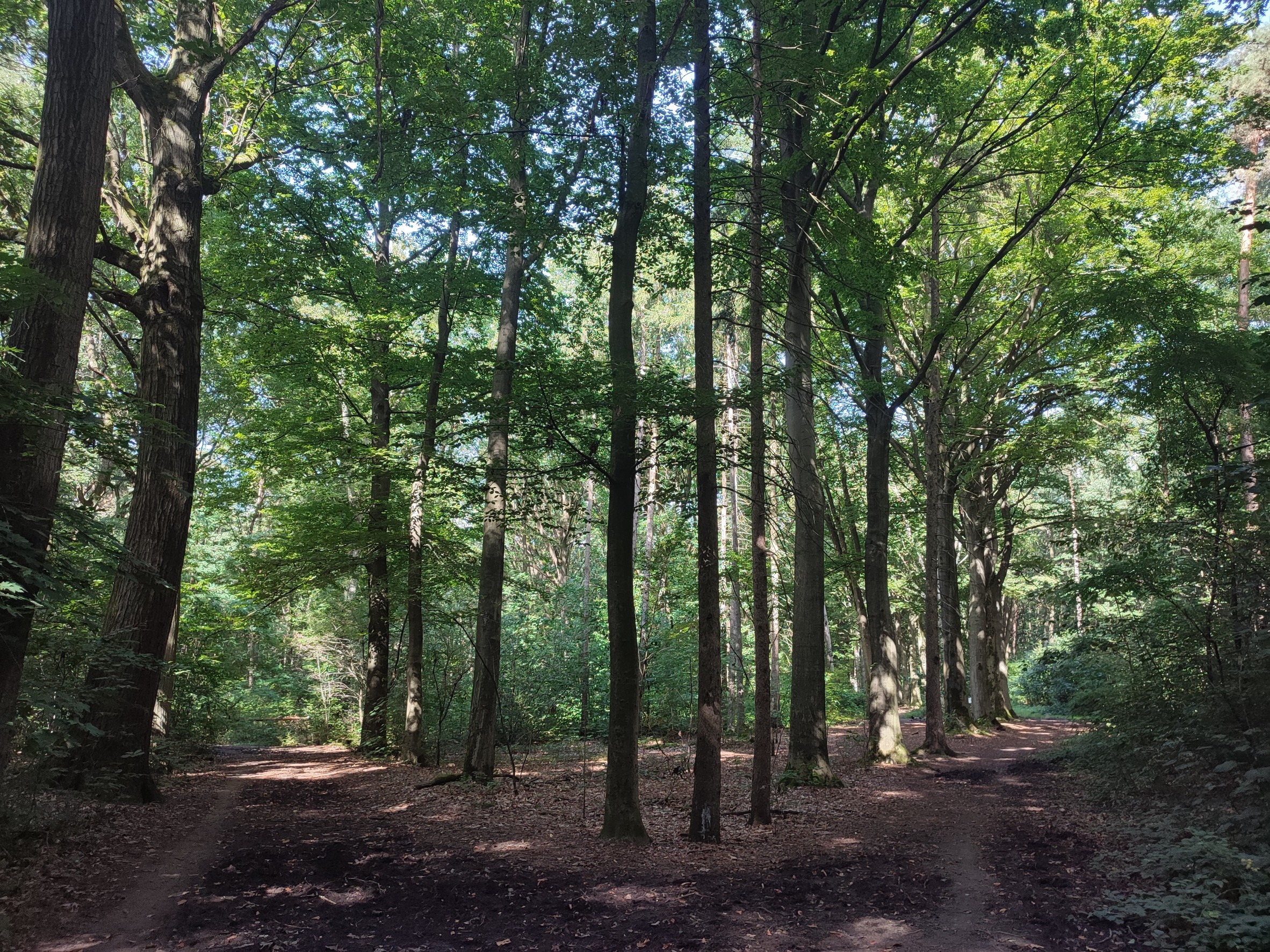 Grobbendonk: Wandeling doorheen het Molenbos (5 km, 4 km of 3,5 km)