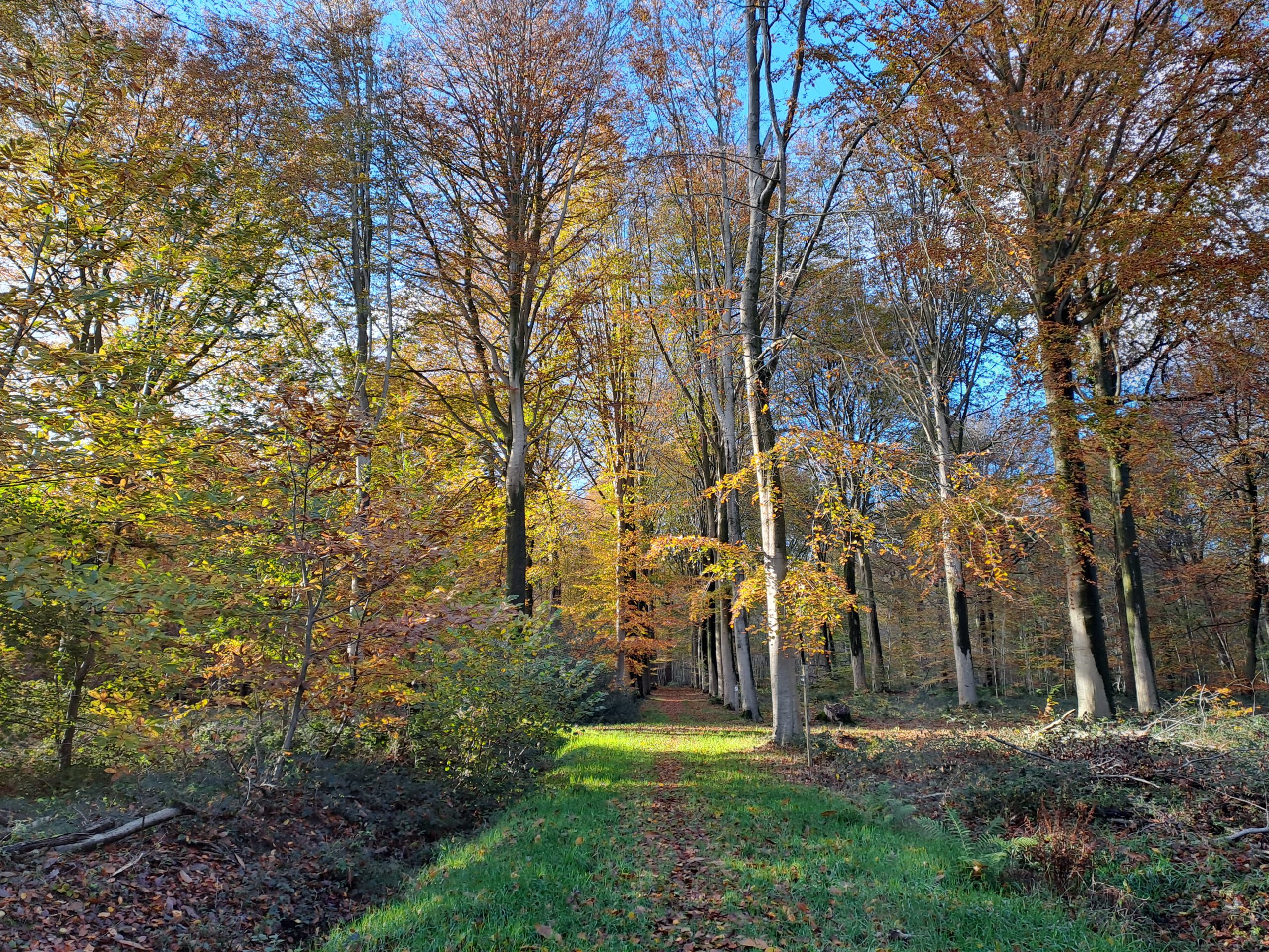 Wandeling in het Wijnendalebos te Torhout (6,5 km)