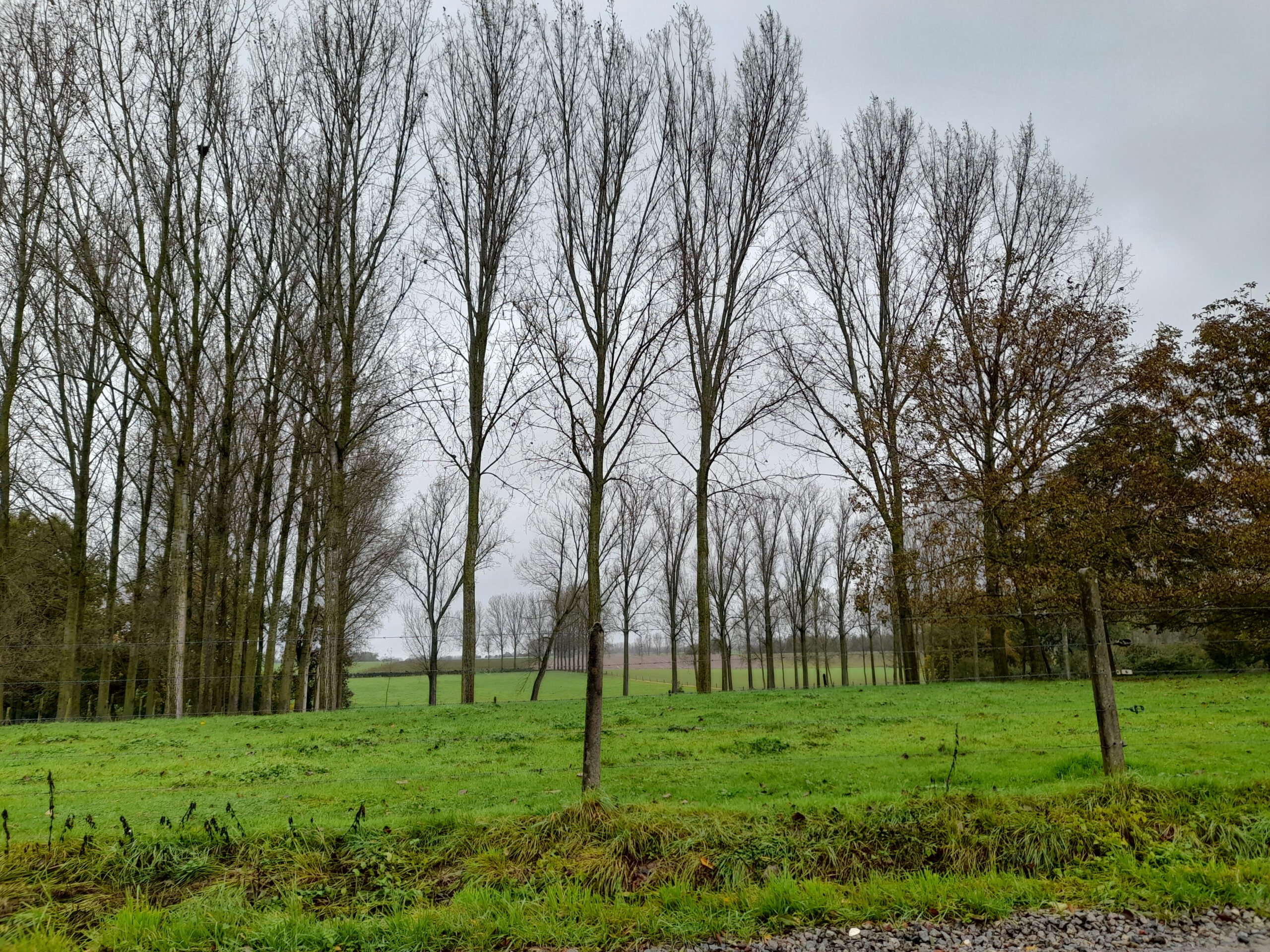 Wandelen in Elingen  (4.7 km)