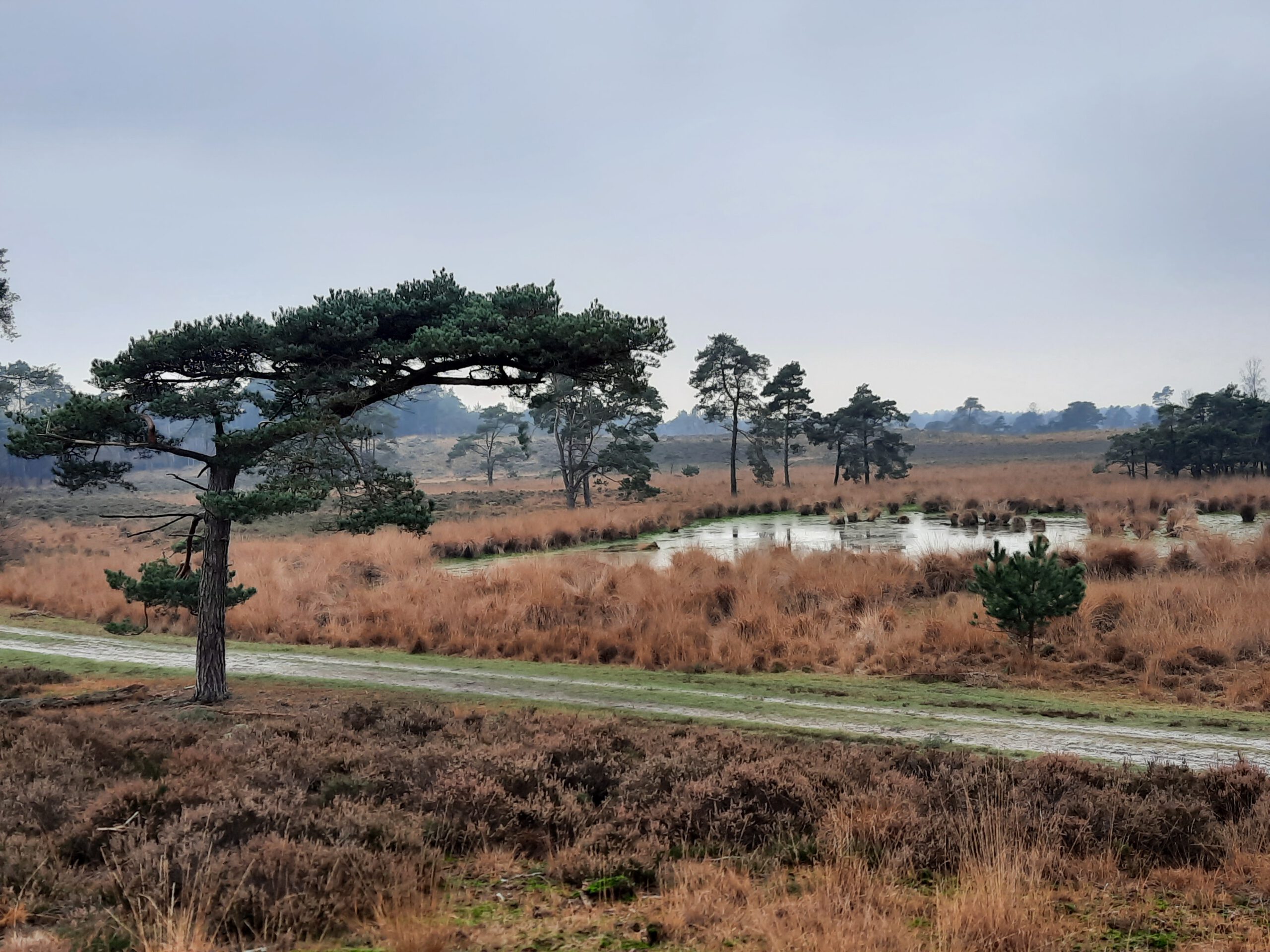 Wandeling doorheen de Kalmthoutse Heide (7 km)