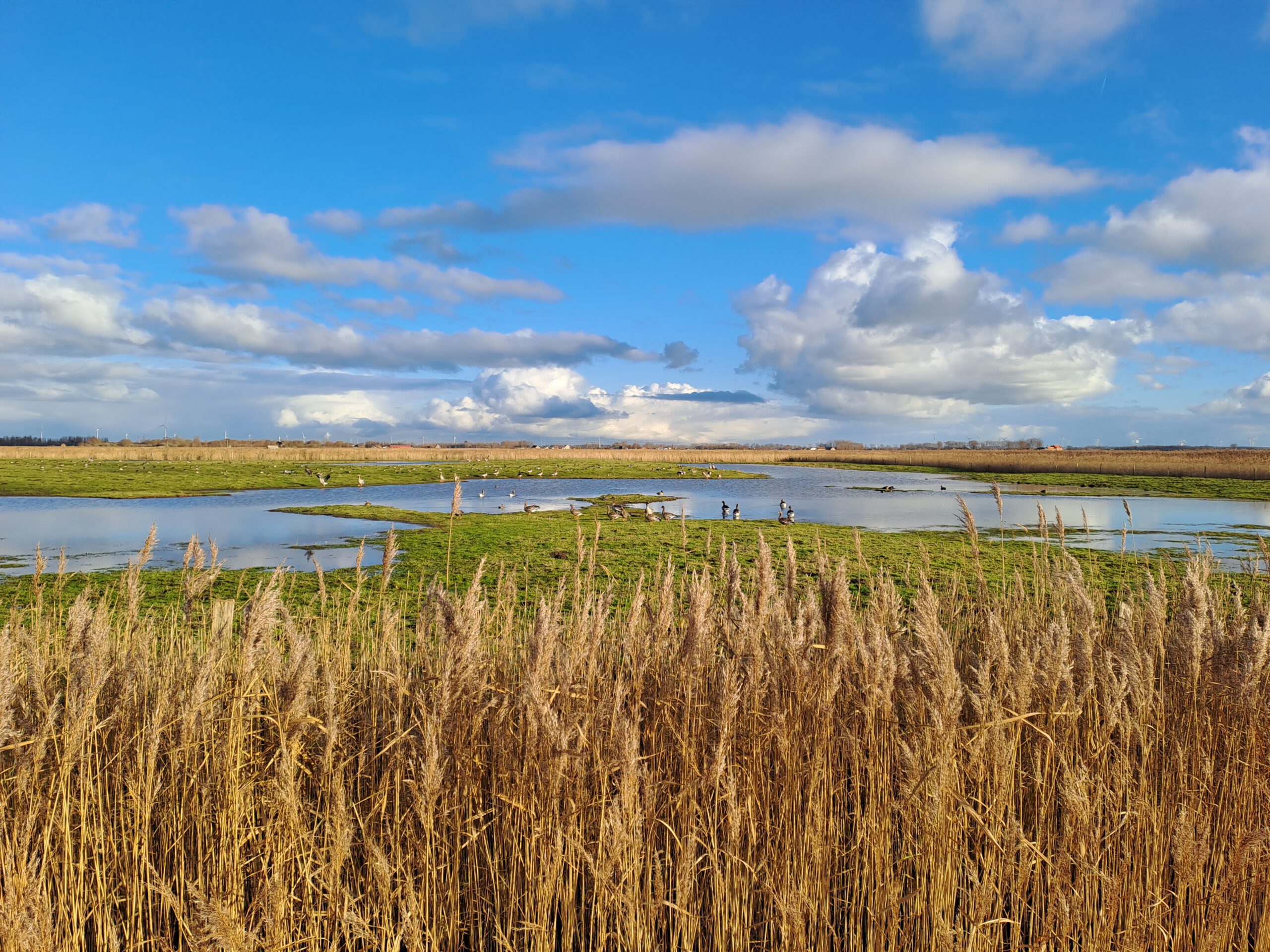 Wandeling in de Uitkerkse Polder te Blankenberge (6,6 km)