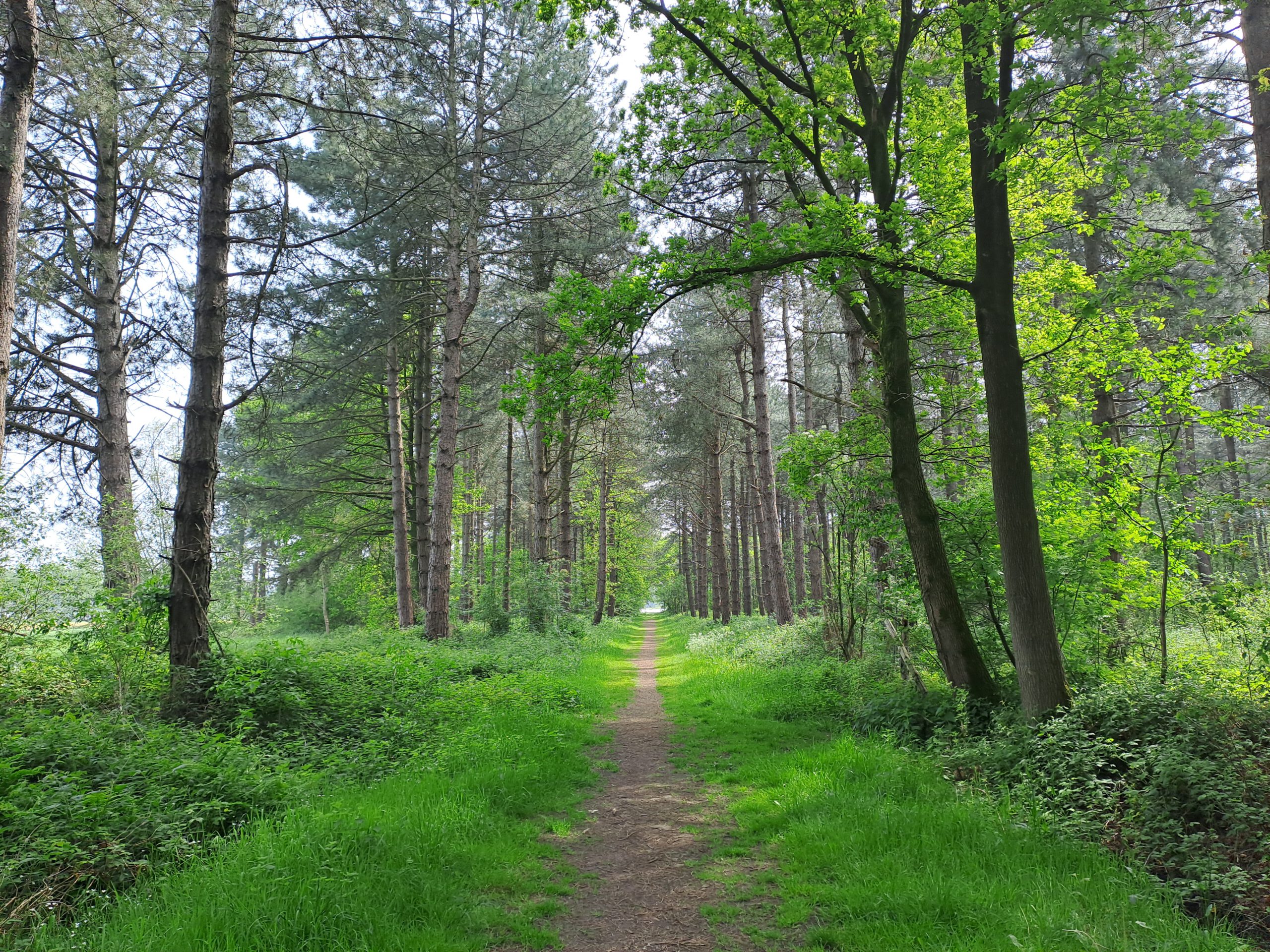 Wandeling in Koekelare – bos en arboretum (6,7 km)