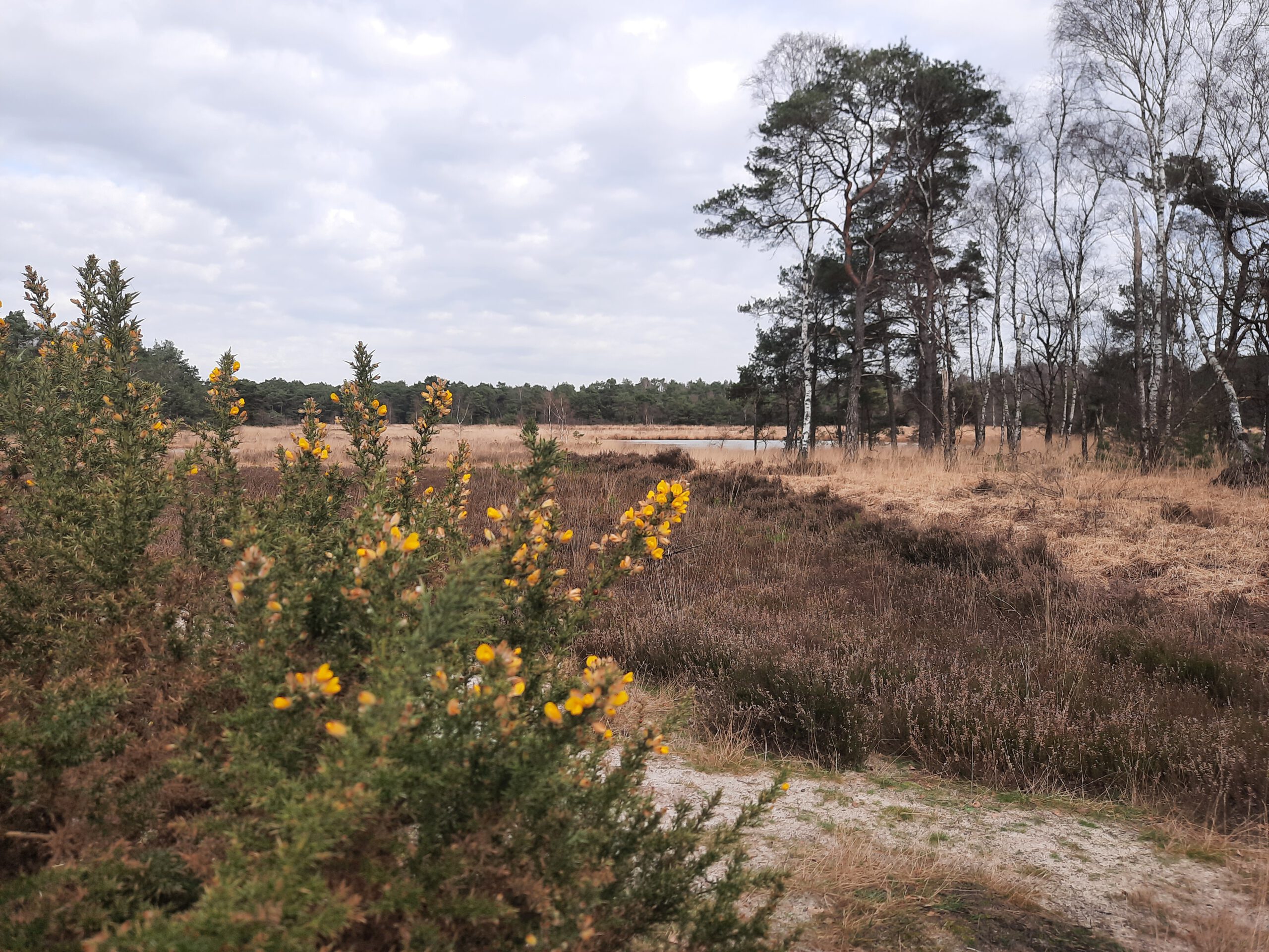 Brasschaat: Wandeling doorheen het Klein Schietveld (7 km)