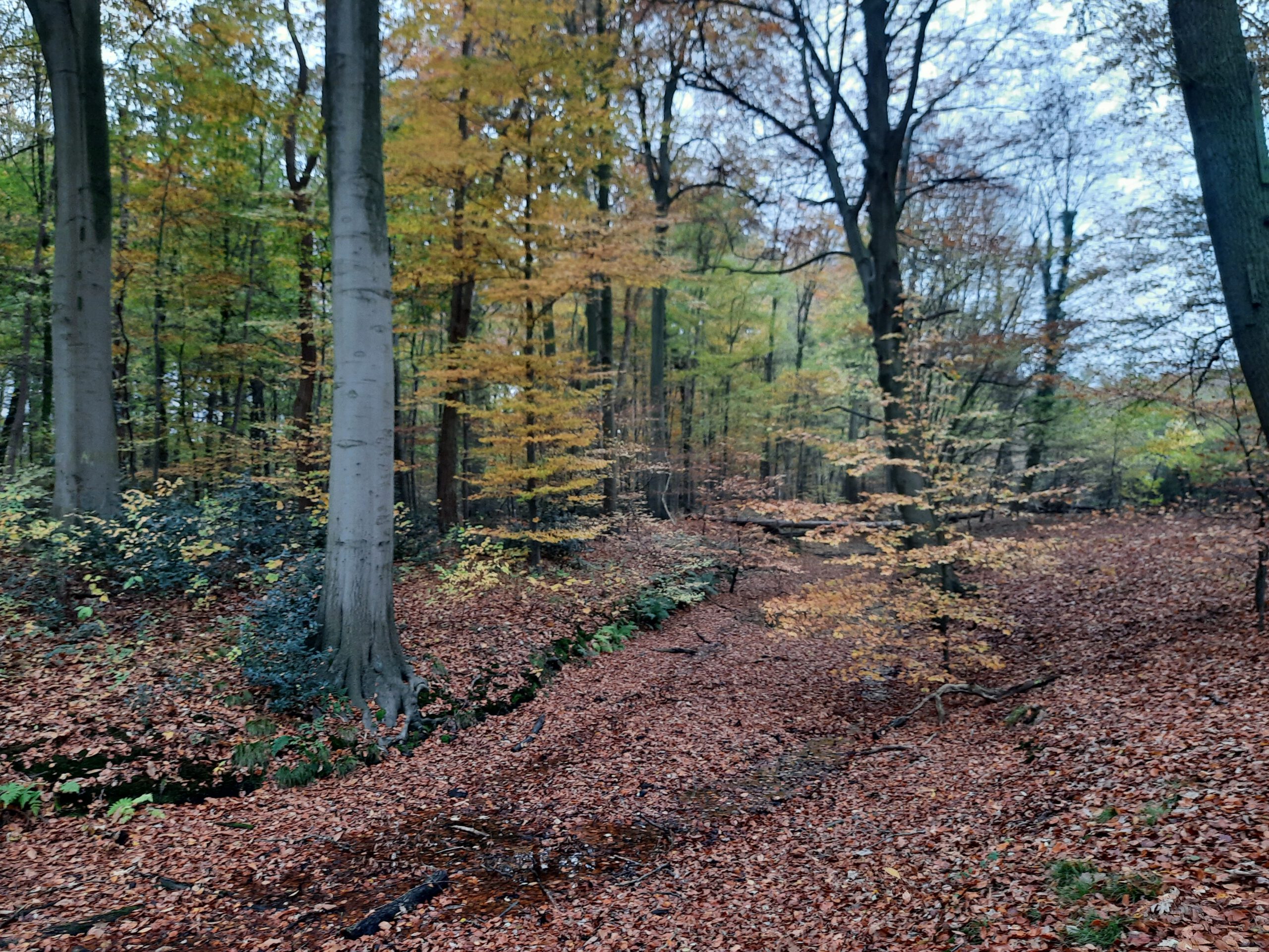 Deurne: Wandeling doorheen Ertbrugge. (6,5 km)